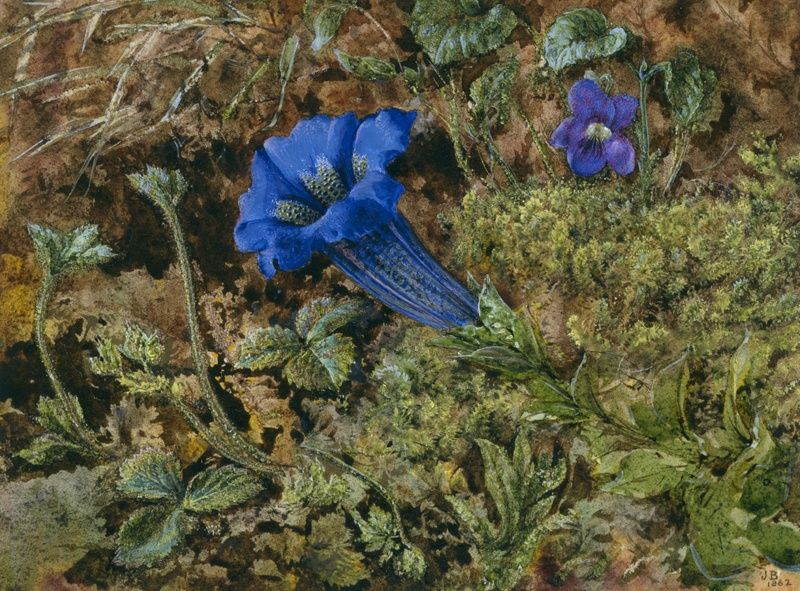 Gentian